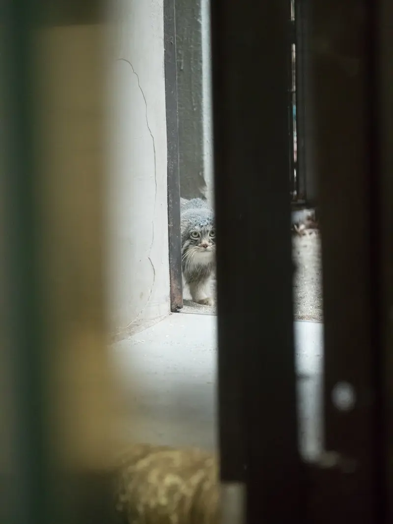 Фотография Фиги в Зоопарке Ногеяме