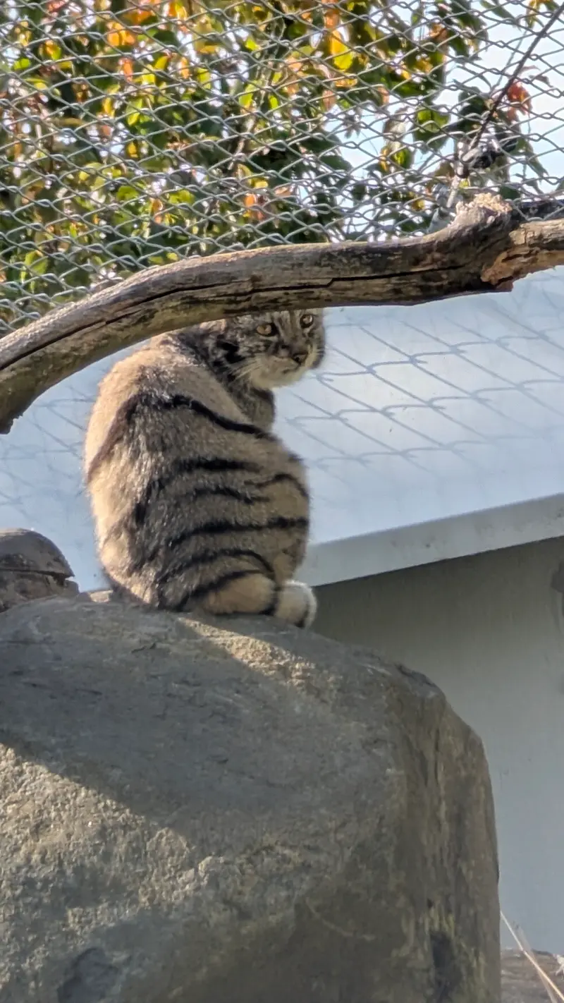 Фотография Саими в Зоопарке Коркеасаари