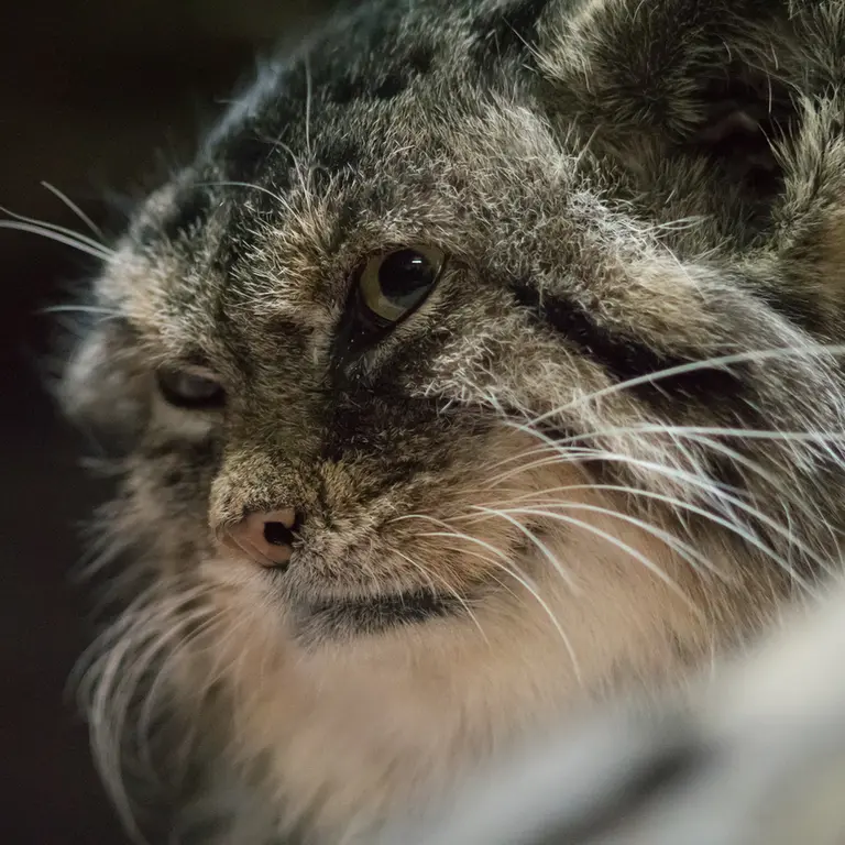 Фотография Примулы в Зоопарке Уено