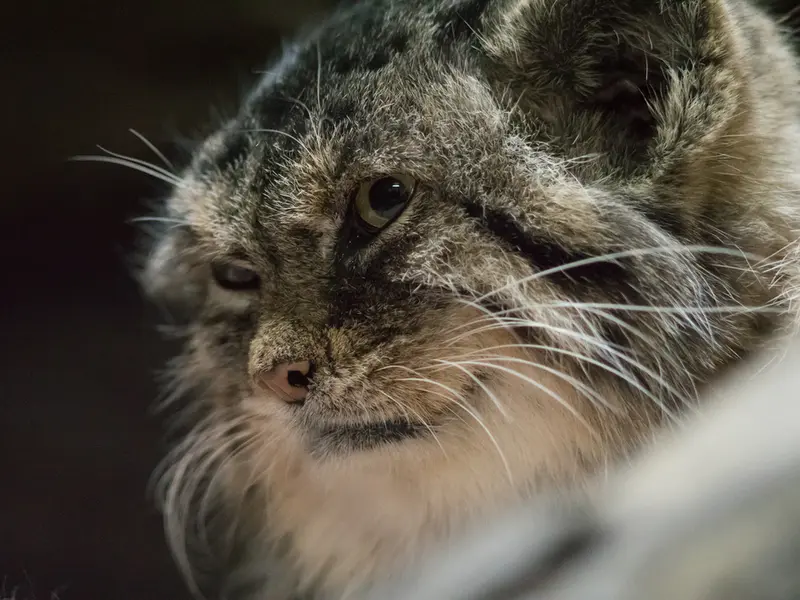 Фотография Примулы в Зоопарке Уено