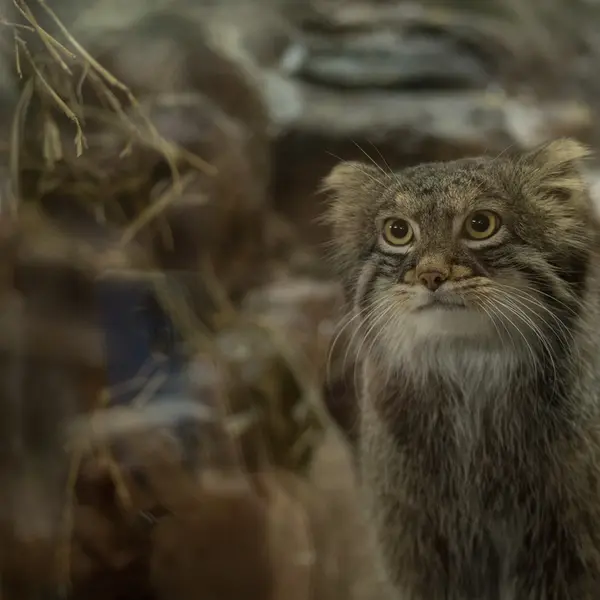 Фотография Фиги в Зоопарке Уено