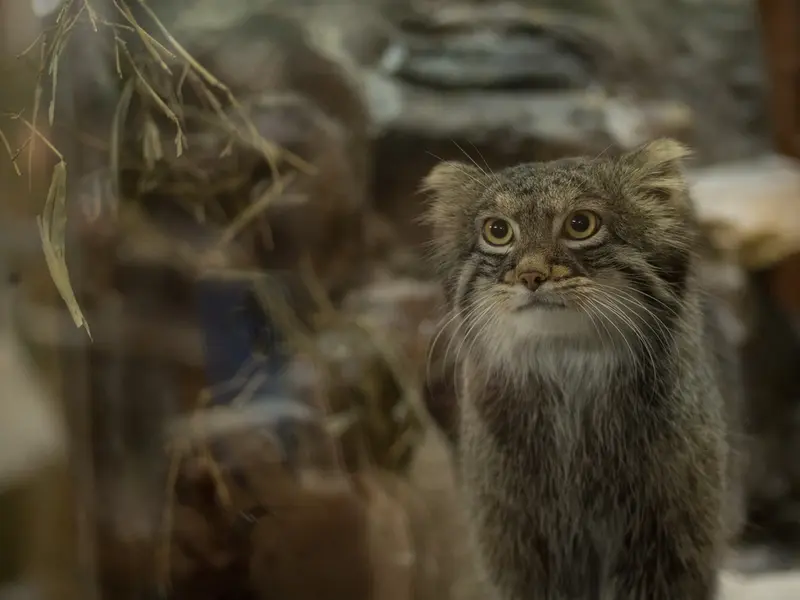 Фотография Фиги в Зоопарке Уено