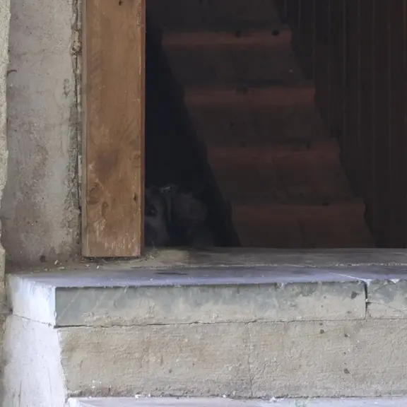 Фотография с манулом в Московском Зоопарке