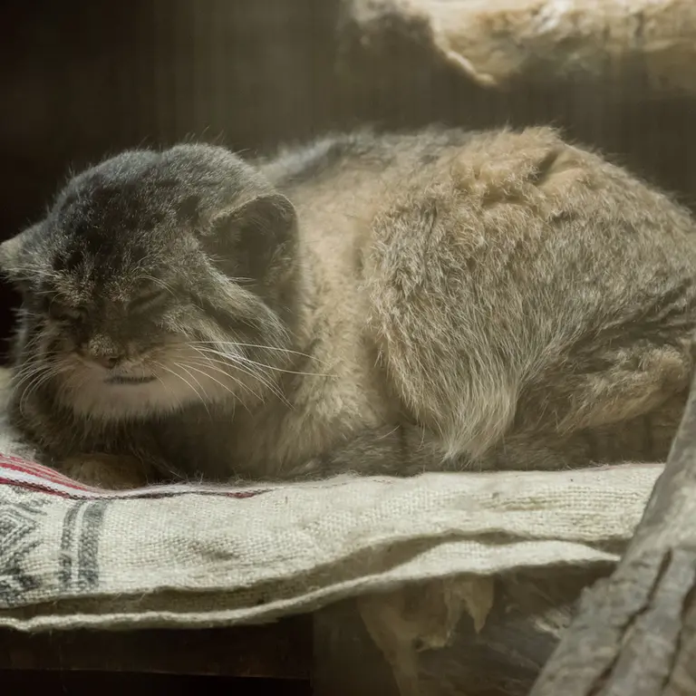 Фотография Примулы в Зоопарке Уено