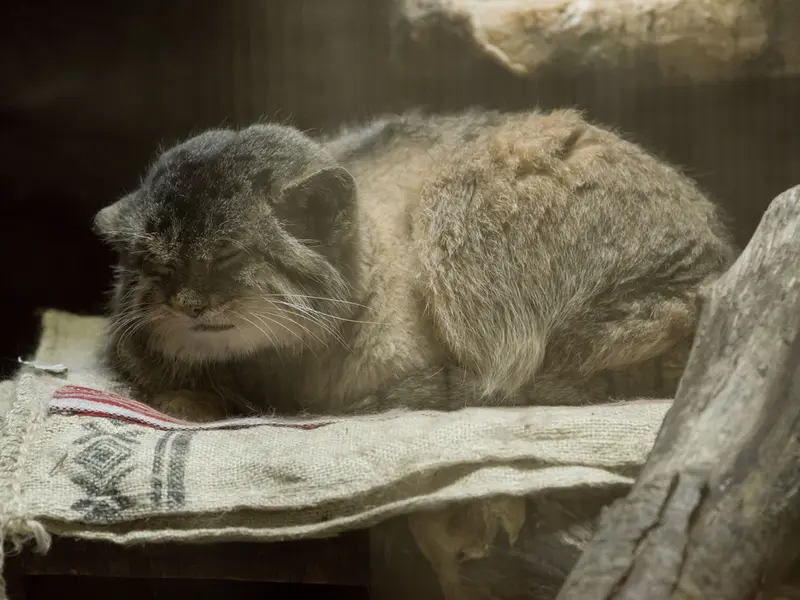 Фотография Примулы в Зоопарке Уено