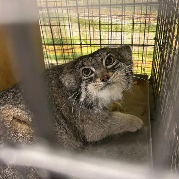 Фотография Пабу в Верхнеозерском Зоопарке