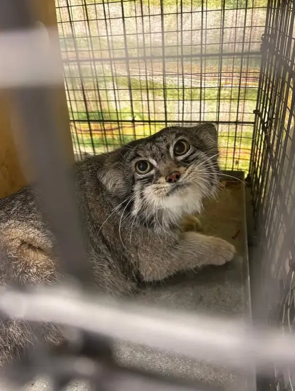 Фотография Пабу в Верхнеозерском Зоопарке