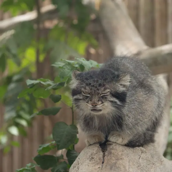 Фотография Нара в Царстве Животных Кобе