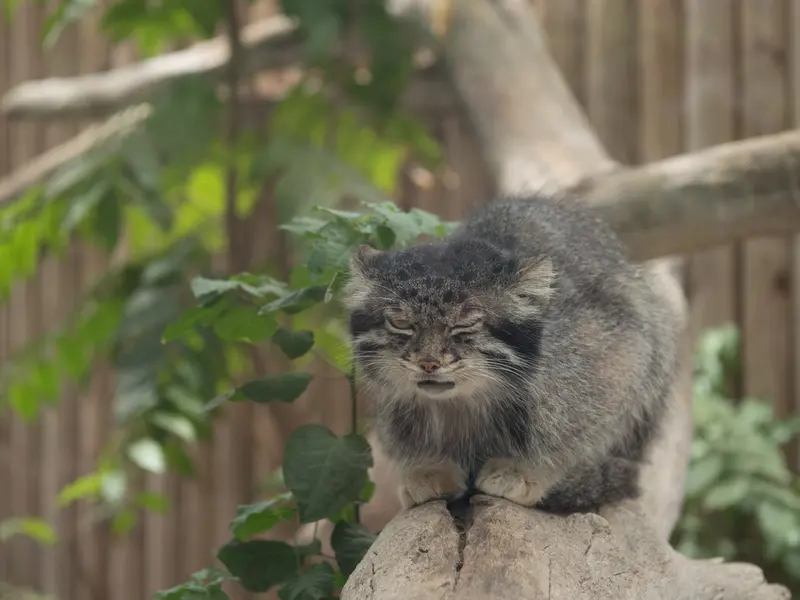 Фотография Нара в Царстве Животных Кобе