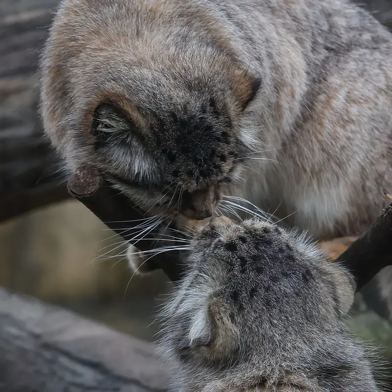 Фотография с манулом