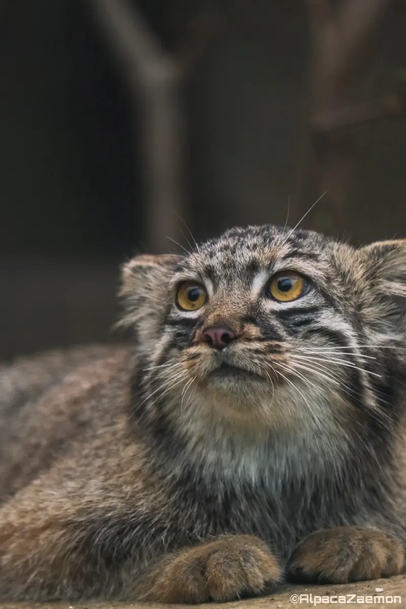 Фотография Мей в Царстве Животных Кобе