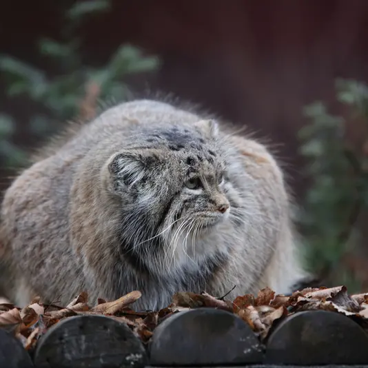 Фотография Мани в Познаньском Новом Зоопарке
