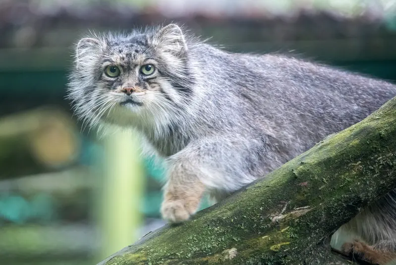 Фотография Паццо в Лодзинском Зоопарке
