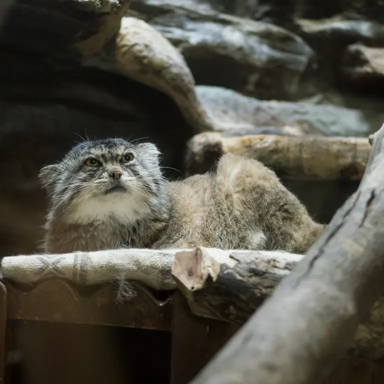 Фотография Примулы в Зоопарке Уено