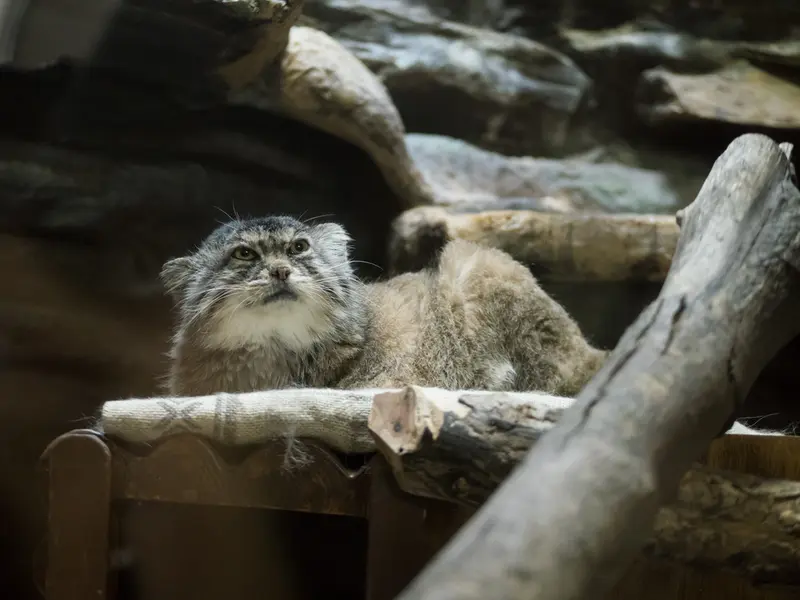 Фотография Примулы в Зоопарке Уено