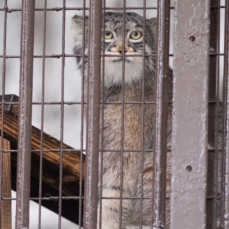 Фотография Фиги в Зоопарке Ногеяме