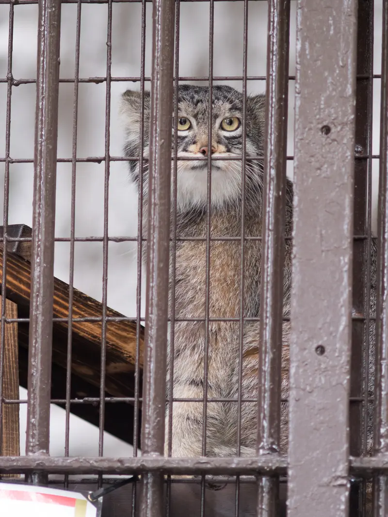 Фотография Фиги в Зоопарке Ногеяме