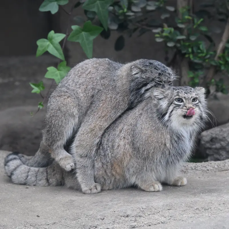 Фотография Аз в Царстве Животных Кобе