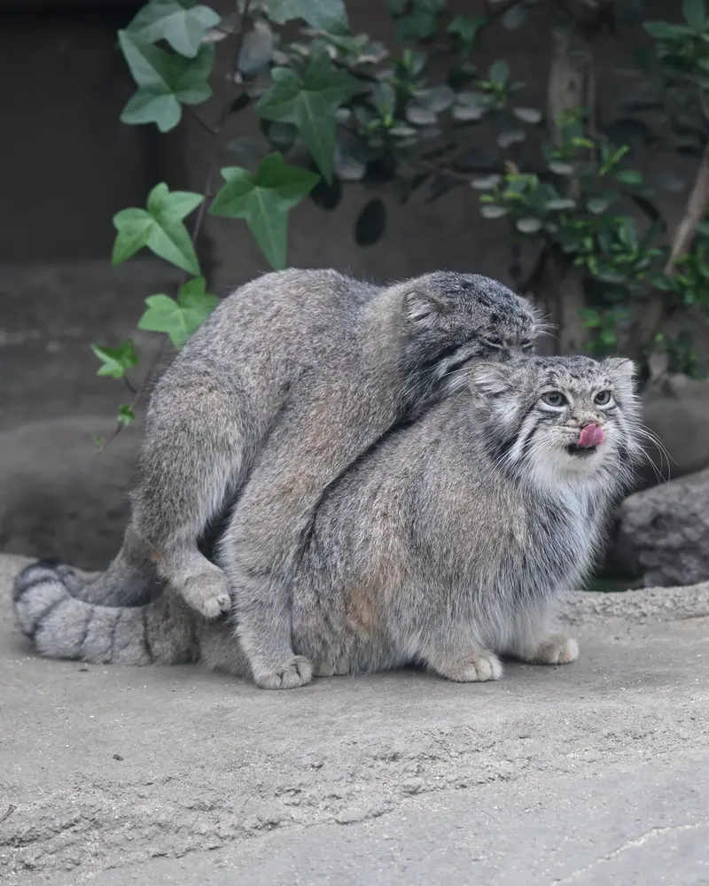 Фотография Аз в Царстве Животных Кобе