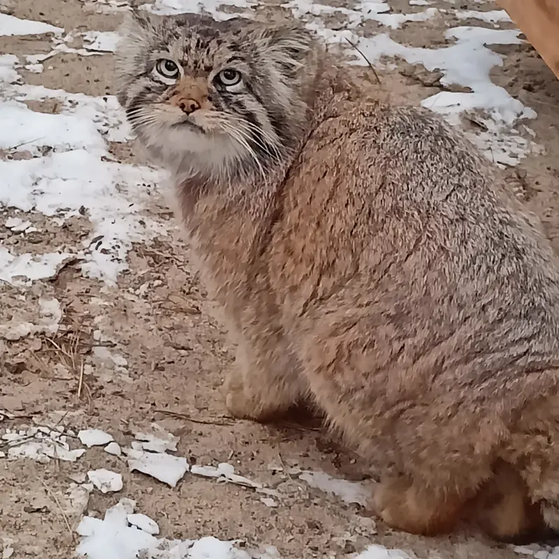 Фотография Жоры в Новосибирском Зоопарке