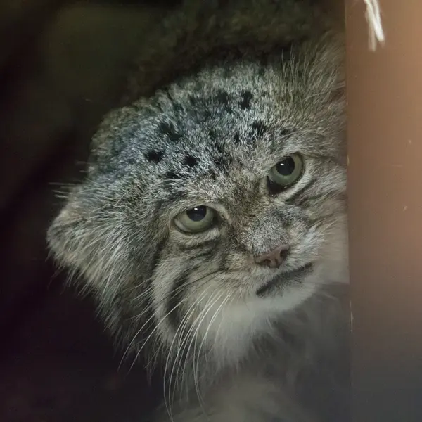 Фотография Клёна в Зоопарке Уено