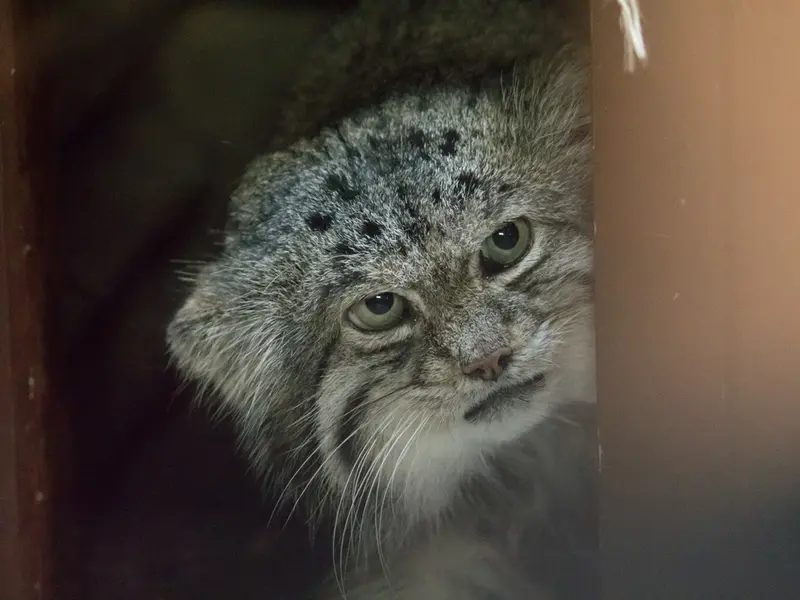 Фотография Клёна в Зоопарке Уено