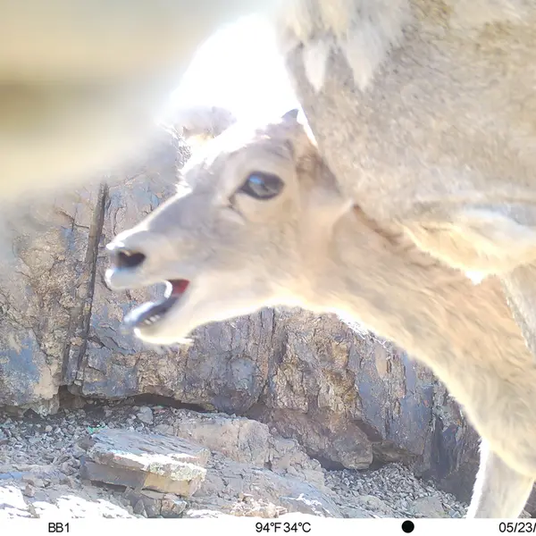Фотография Аргали с фотоловушки Актас-Кункора