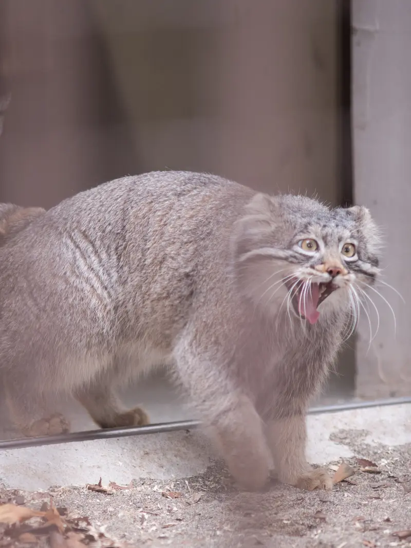 Фотография Фиги в Зоопарке Ногеяме