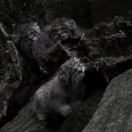 Фотография Эола в Таллинском Зоопарке