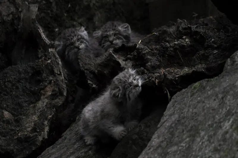 Фотография Эола в Таллинском Зоопарке