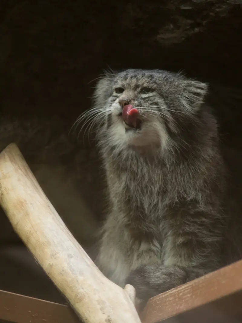 Фотография Клёна в Зоопарке Уено