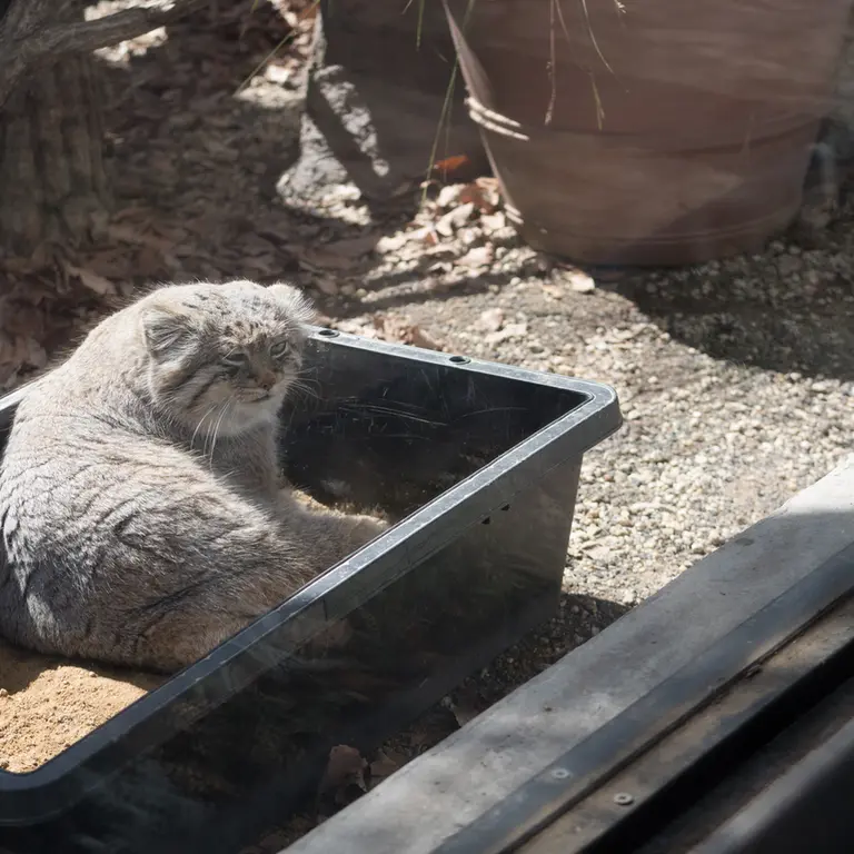 Фотография Лотоса в Детском зоопарке Сайтама