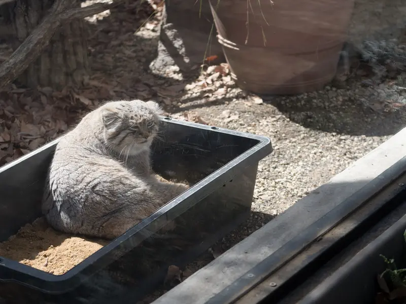 Фотография Лотоса в Детском зоопарке Сайтама