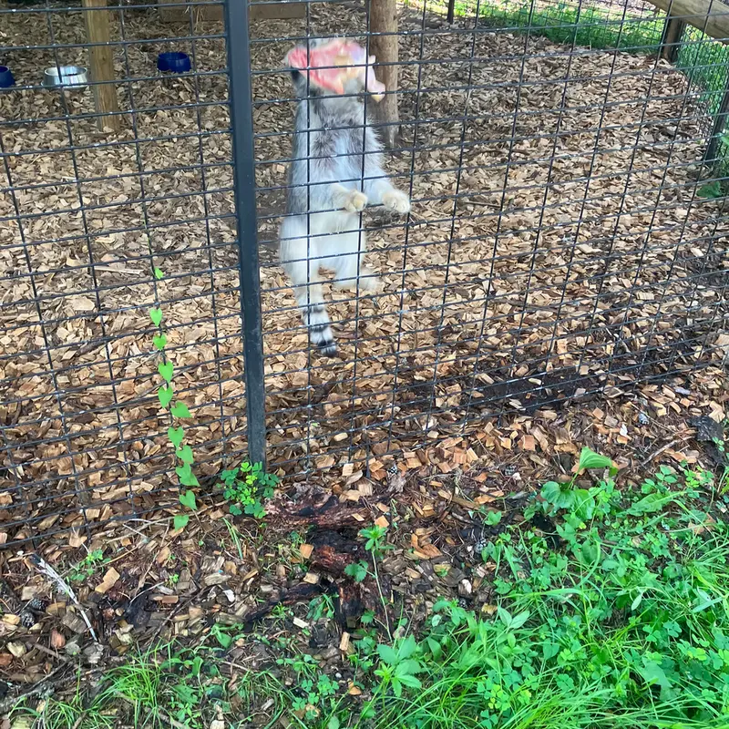 Фотография с манулом в Парке дикой природы «Северное сафари»