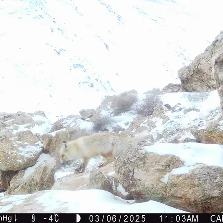 Фотография Рыжаи Лисица с фотоловушки Жунды 2