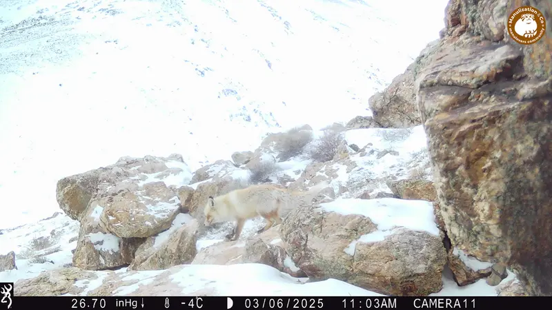 Фотография Рыжаи Лисица с фотоловушки Жунды 2 [новинка]