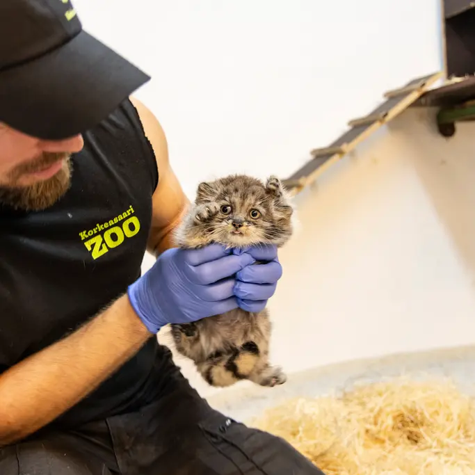 Фотография Принцессы в Зоопарке Коркеасаари