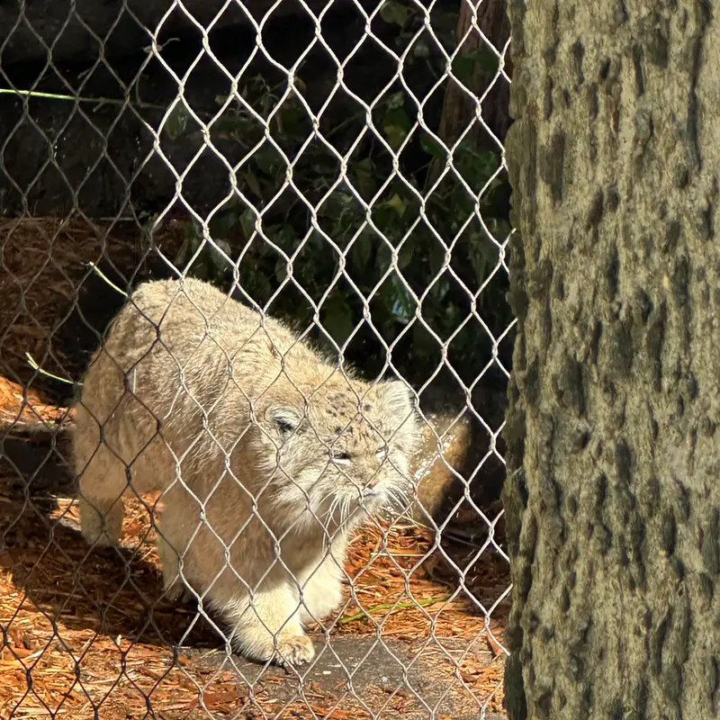 Фотография Бату в Зоопарке Проспект-парка