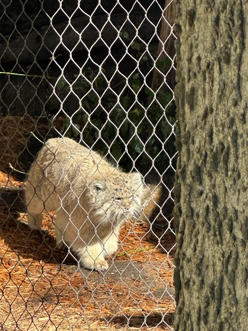 Фотография Бату в Зоопарке Проспект-парка