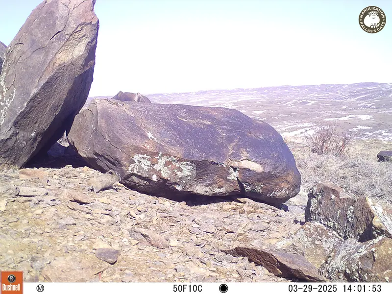 Фотография Казахскаи Пищухи с фотоловушки Кошкар