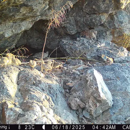 Фотография Сераи Куропатки с фотоловушки Жунды 1