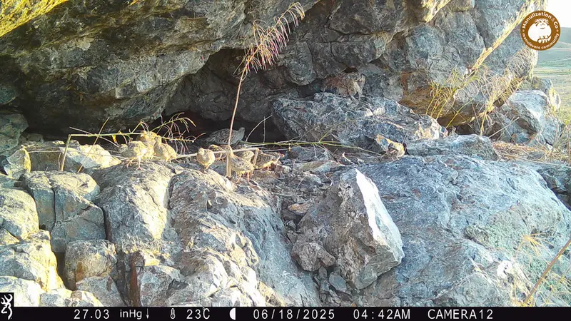 Фотография Сераи Куропатки с фотоловушки Жунды 1