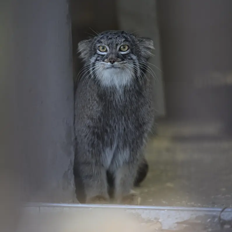 Фотография Фиги в Зоопарке Ногеяме