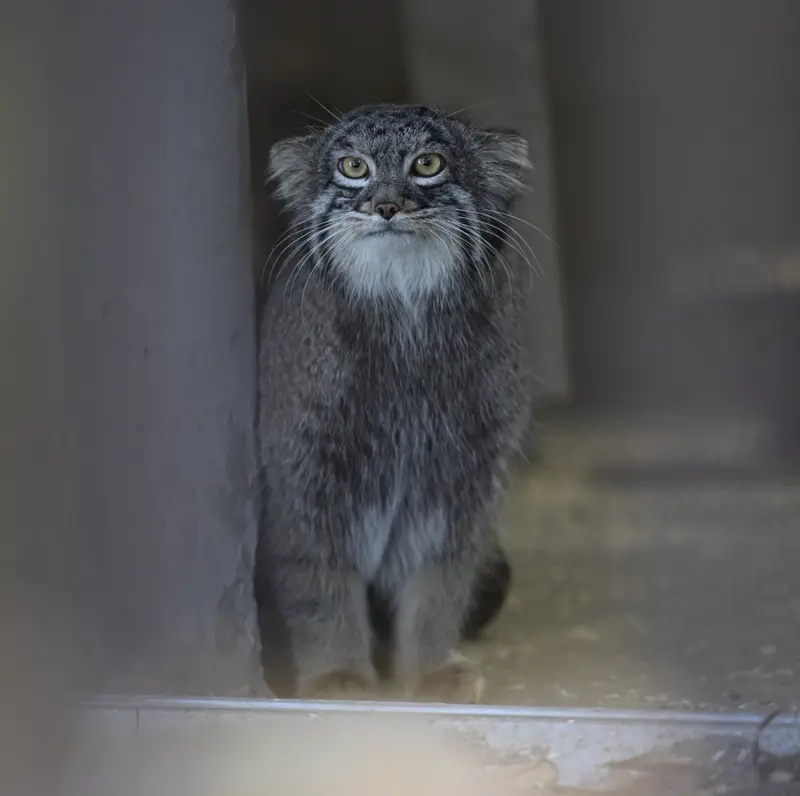 Фотография Фиги в Зоопарке Ногеяме