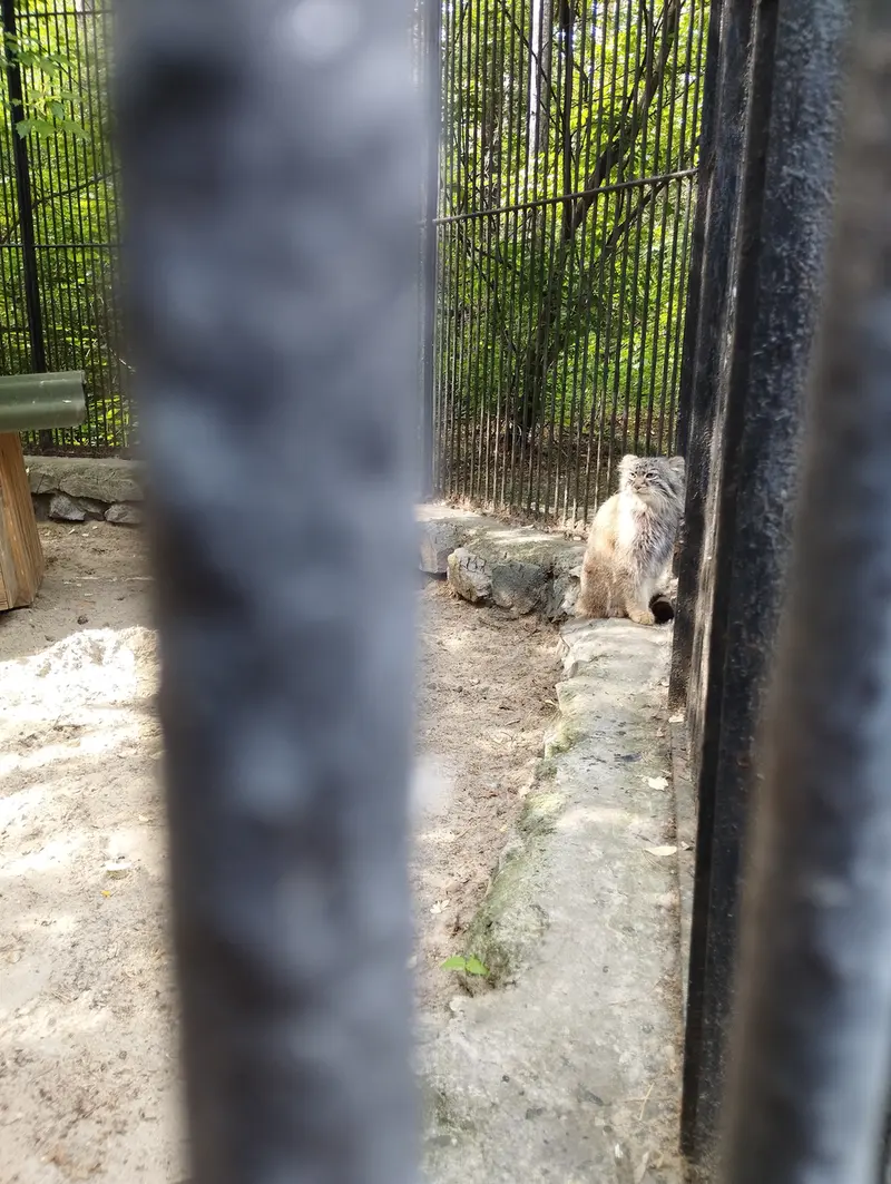 Фотография с манулом в Новосибирском Зоопарке