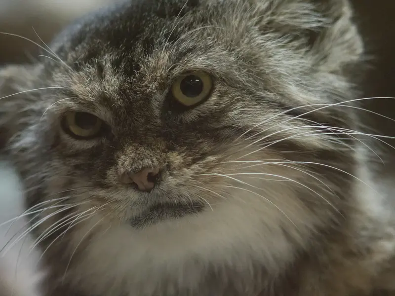 Фотография Примулы в Зоопарке Уено