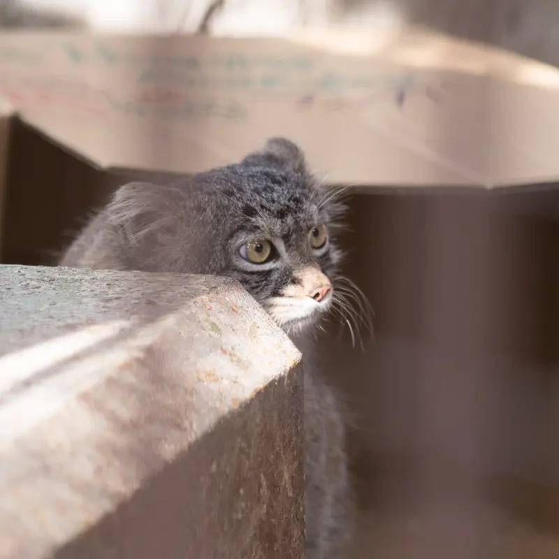 Фотография Фиги в Зоопарке Ногеяме