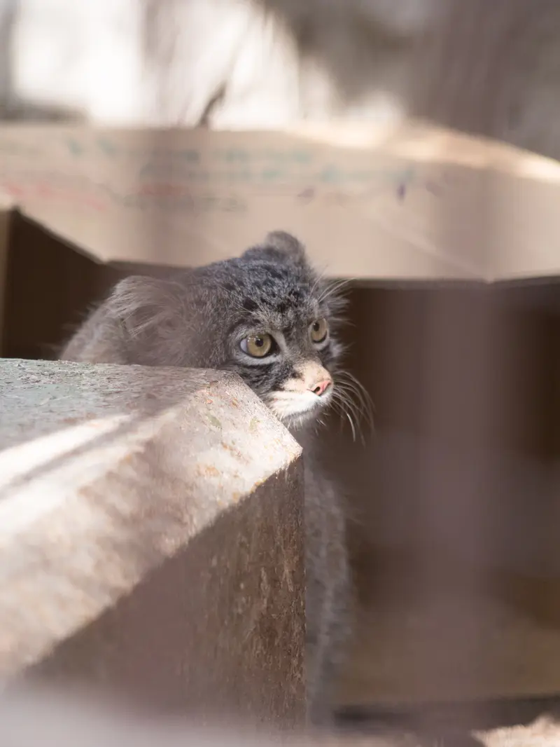 Фотография Фиги в Зоопарке Ногеяме