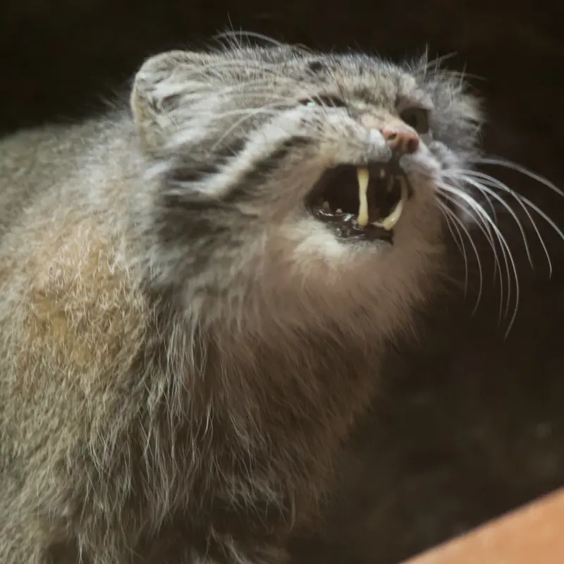 Фотография Клёна в Зоопарке Уено