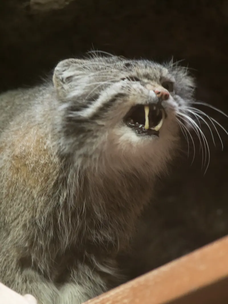 Фотография Клёна в Зоопарке Уено